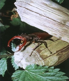 Hirschkäfer